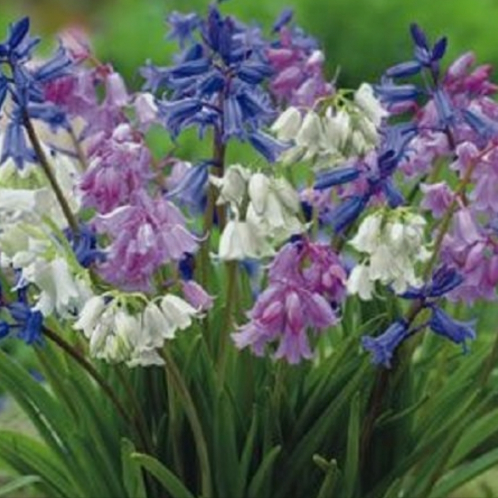 WOOD HYACINTH BULBS 100 BULBS $35